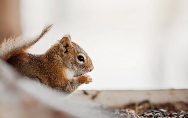 American Red Squirrel Tamiasciurus Hudsonicus Eating Seeds While Standing Her — Stock Photo, Image