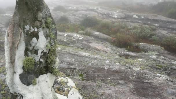 Large Stones Covered Moss Grass Bushes Growing Mist Background Typical — Stock Video