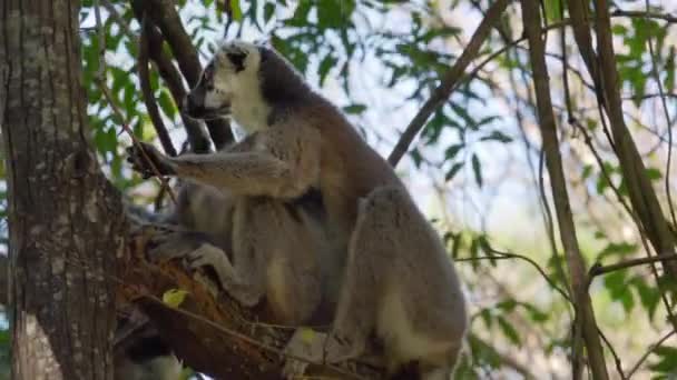 Lémuriens Queue Cerclée Lemur Catta Avec Son Bébé Assis Sur — Video