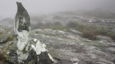 Etrafta büyüyen yosun, ot ve çalılarla kaplı büyük taşlar, sisli arka plan, Andringitra, Madagaskar 'daki Pic Boby yürüyüşü sırasında görülen tipik manzara
