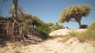 Güneş alçak otobüslerde ve ağaçlarda parlıyor - Euphorbia stenoclada - denizin yakınındaki kumlu sahilde büyüyor, yavaş rüzgarda hareket ediyor, arka planda açık mavi gökyüzü. Anakao, Madagaskar