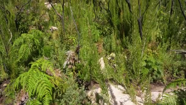 Buscando Arbustos Verdes Hierba Creciendo Cerca Rocas Macizo Andringitra Como — Vídeos de Stock