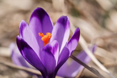 Güneş, ilkbaharda kuru çimenlerde yetişen (Crocus heuffelianus) sarı iris (Crocus heuffelianus discolor) üzerinde parlar.