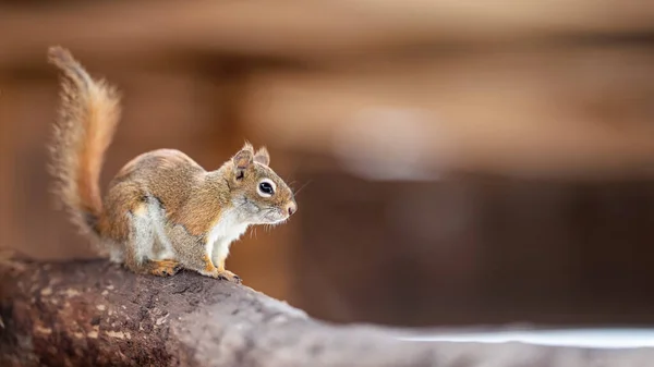 American Red Squirrel Tamiasciurus Hudsonicus Sitting Wooden Branch Blurred Background — Stock Photo, Image