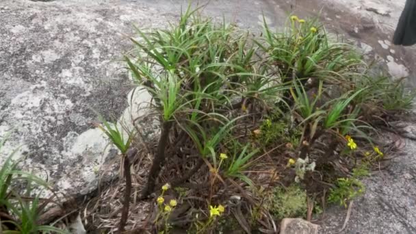 Flora Local Grama Flores Pequenas Maioria Endêmica Madagascar Crescendo Sobre — Vídeo de Stock