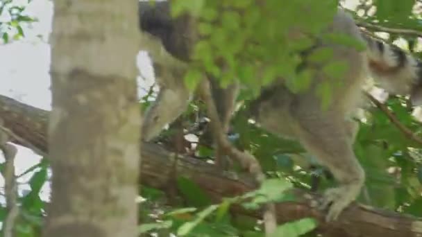 Lemur Lemur Catta Wchodzi Gałąź Drzewa Siedzi Tam Kolejne Zwierzę — Wideo stockowe