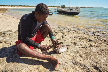 Anakao, Madagascar - May 03, 2019: Local Malagasy fisherman cutting freshly caught porcupine pufferfish with knife, crouching at sandy beach, on sunny day, his boat in background