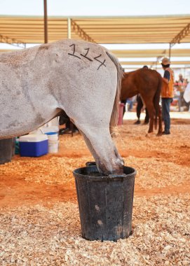 Beyaz Arap atının arka bacakları su dolu kovada soğumuş. Geçici ahırlarda dayanıklılık yarışını tamamladıktan sonra molada.