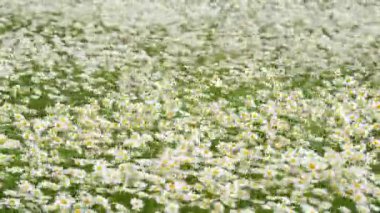 Bir sürü papatya çiçeğinin açtığı bahar çayırı ağır rüzgarlar, alan videosunun sığ derinliği, odak noktasında sadece birkaç taç yaprağı.