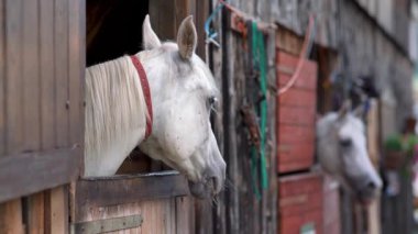 Beyaz Arap atı, kahverengi benekli, detay - sadece ahşap ahır kutusundan görünen baş, başka bir bulanık hayvan arka planı