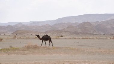 Kurak çöldeki küçük çimlerin yanında yürüyen kahverengi deve, uzaktaki küçük tepeler, El Kabil yakınlarındaki tipik manzara, Suudi Arabistan