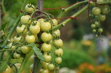 Bahçedeki küçük çalılıklarda yetişen bir avuç olgunlaşmamış domates.