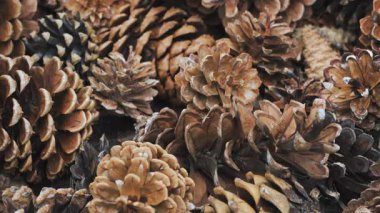 Dekorasyon için kullanılan farklı kozalaklı ağaç kozalakları yığını - soyut yakın plan detayı, kamera yavaşça yana kayar