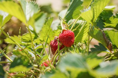 Bahçede yetişen kırmızı, olgun çileklerin üzerinde güneş parlıyor.