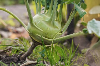 Bahçede yetişen küçük yeşil kohlrabi ya da Alman şalgam lahanası, yakın plan detayı.