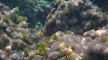 Deniz yüzeyi yakınlarındaki kayalarda büyüyen su altı bitkileri ve algler - Yunanistan 'ın Limni kentinde şnorkelle yüzüyorlar