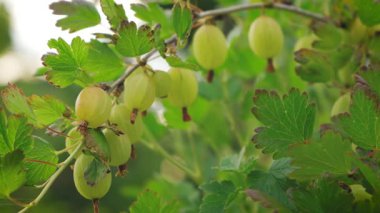 Bahçedeki çalılıklarda asılı duran olgunlaşmış bektaşi üzümü meyveleri grubu.