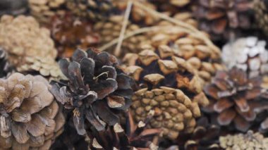 Dekorasyon için kullanılan farklı kozalaklı ağaç kozalakları yığını - soyut yakın plan detayı, kamera yavaşça yana kayar