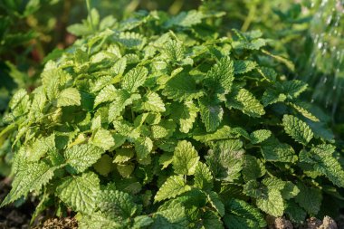Güneş limon merhemi üzerinde parlıyor - Melissa officinalis - bahçede yetişen bitkiler, yakın plan detaylar
