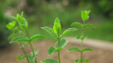 Bahçede yetişen küçük yeşil nane bitkisi, yakın çekim detayı kuru zemin arkaplanı bulanıklığı, sığ alan video derinliği