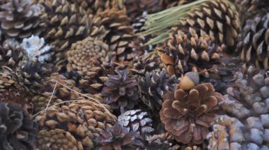 Dekorasyon için kullanılan farklı kozalaklı ağaç kozalakları yığını - soyut yakın plan detayı, kamera yavaşça yana kayar