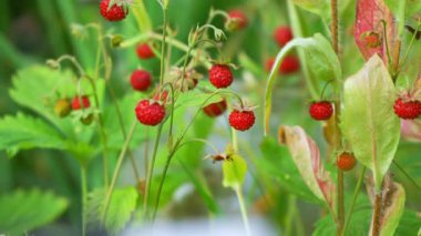 Bahçede yetişen küçük vahşi orman çilekleri. Çevrede bir sürü yeşil yaprak var. Makro detay kamerası yavaşça yana kayıyor.