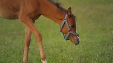 Genç, kahverengi Arap tayı yeşil tarlalardan geçerek annesine doğru yürüyor.