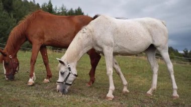 İki Arap atı - beyaz ve kahverengi arkası - yaz otlaklarında otlayan, bulanık kozalaklı orman arka planı