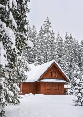 Ahşap ev ya da kulübe, kapı ve pencereler kapalı, kışın karla kaplı - kozalaklı orman çevresi