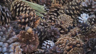 Dekorasyon için kullanılan farklı kozalaklı ağaç kozalakları yığını - soyut yakın plan detayı, kamera yavaşça yana kayar