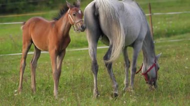 Yeşil alanda otlayan kahverengi ve beyaz Arap atları, küçük tay ve anne.