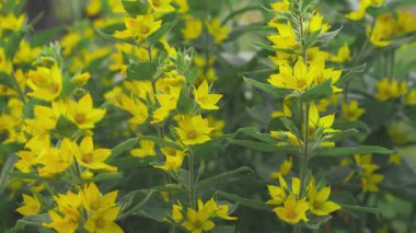 Etrafında yeşil yapraklar olan büyük sarı bahçeli gevşek çiçekler, yakın çekim detayları, kamera yavaşça yukarı hareket ediyor.
