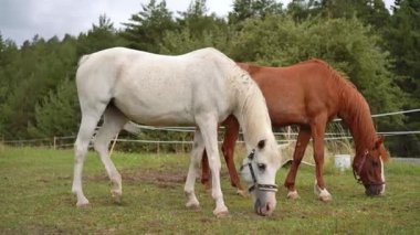 İki Arap atı - beyaz ve kahverengi arkası - yaz otlaklarında otlayan, bulanık kozalaklı orman arka planı