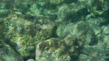 Deniz yüzeyi yakınlarındaki kayalarda büyüyen su altı bitkileri ve algler - Yunanistan 'ın Limni kentinde şnorkelle yüzüyorlar