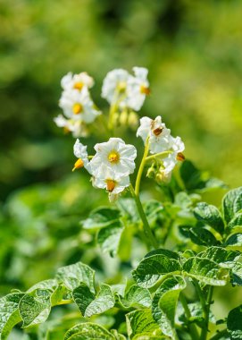 Güneş, patates çiftliği bitkilerinin üzerinde parlıyor. Yeşil yaprakların üzerinde görünen parlak sarı ve beyaz çiçekler.