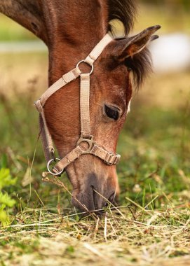 Koyu kahverengi Arap tayı yeşil çim tarlasında otluyor.