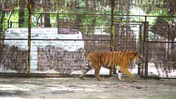 Τίγρη στο ζωολογικό κήπο — Αρχείο Βίντεο