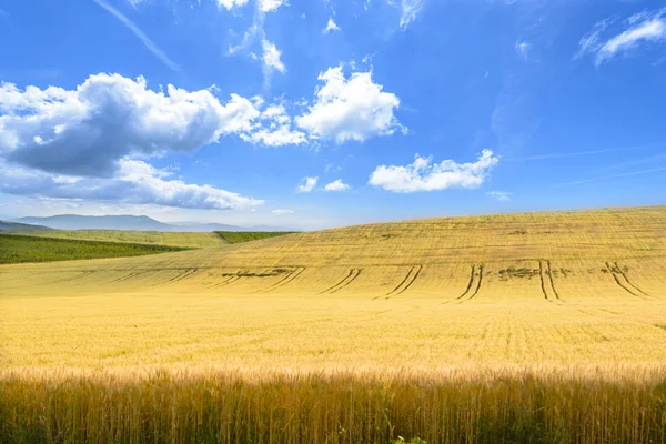 Terra de cultivo no dia de verão — Fotografia de Stock