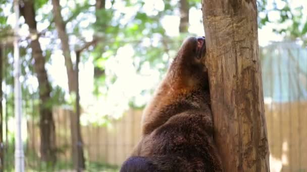 Oso rascándose en el zoológico — Vídeos de Stock