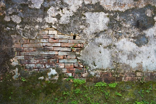 Brique exposée sur un mur — Photo