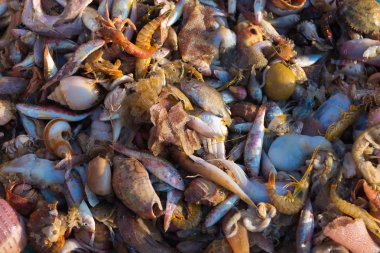 Taze deniz balık ve deniz ürünleri yakaladı