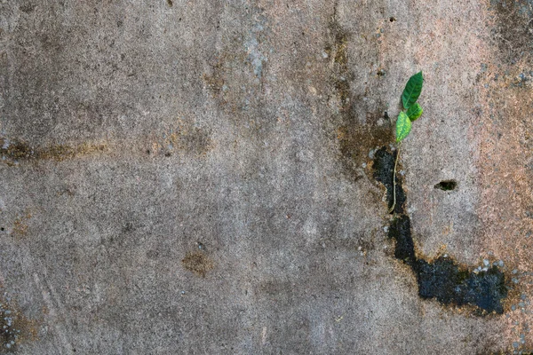 Jeune plante poussant au mur de béton — Photo