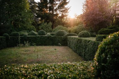 Batan güneşin ışınlarında budanmış ağaç ağaçları olan bir sokak.