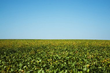 Olgun soya fasulyelerinden oluşan yeşil bir tarlanın üzerinde bulutsuz mavi gökyüzü.