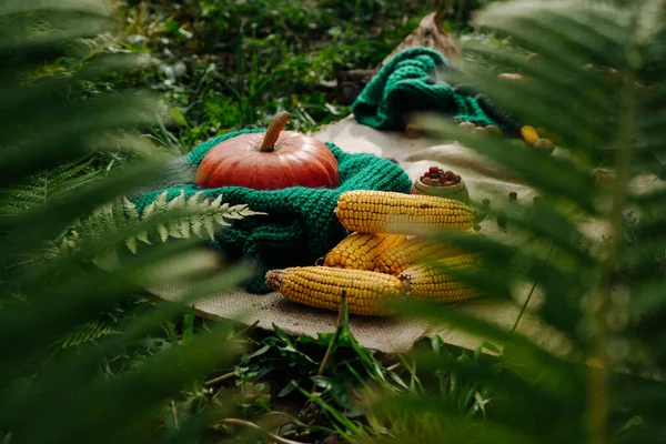 Herfst Oogst Maïs Rode Bessen Grote Oranje Pompoen Een Houten — Stockfoto