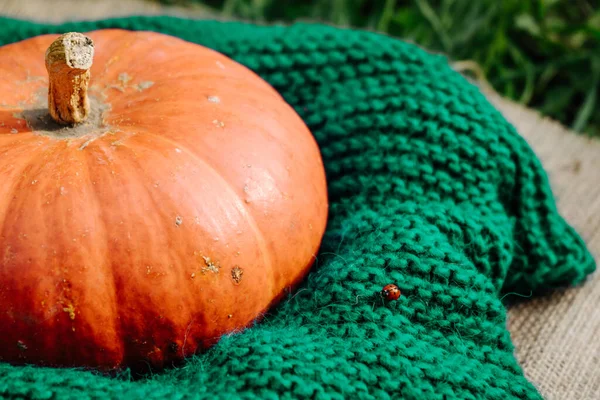 Calabaza Naranja Madura Grande Una Bufanda Punto Verde —  Fotos de Stock