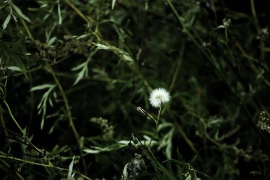 metin 1 için arkaplan olarak beyaz karahindiba ile yeşil çimen