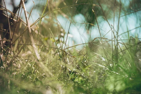 Зелена Трава Променях Сонця Фон Тексту — стокове фото