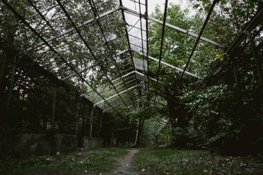Yoğun yeşil bir bahçede çökmüş bir sera standı.