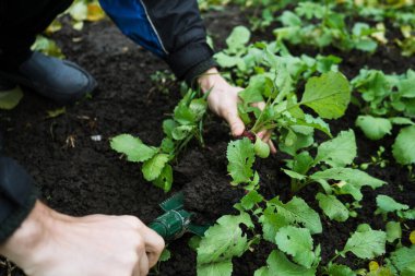 a man works in a vegetable garden, harvests fresh radishes 1